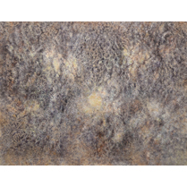 文部科学大臣賞